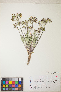 Lomatium macrocarpum image