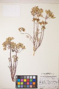 Lomatium macrocarpum image