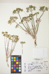 Lomatium macrocarpum image
