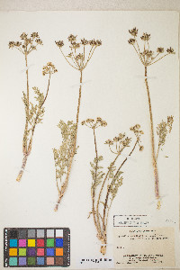 Lomatium macrocarpum image