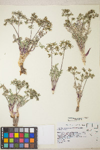 Lomatium macrocarpum image