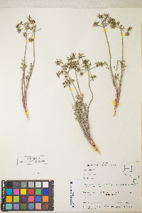 Lomatium macrocarpum image