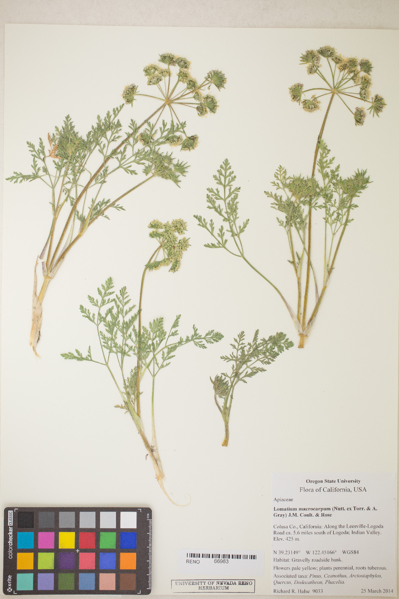 Lomatium macrocarpum image