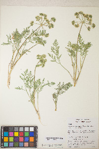 Lomatium macrocarpum image
