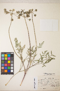 Lomatium macrocarpum image