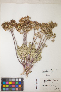 Lomatium macrocarpum image