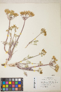 Lomatium macrocarpum image