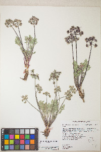 Lomatium macrocarpum image