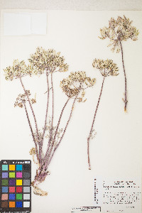 Lomatium macrocarpum image