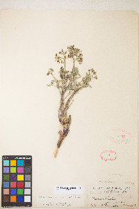 Lomatium macrocarpum image
