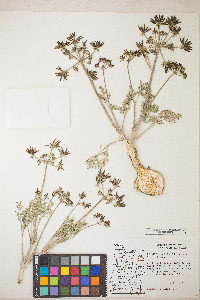 Lomatium macrocarpum image