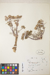 Lomatium macrocarpum image