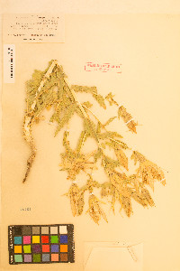 Mentzelia laevicaulis image