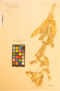 Mentzelia laevicaulis image