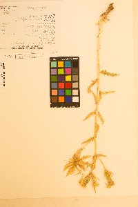 Mentzelia laevicaulis image