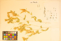 Mentzelia laevicaulis image