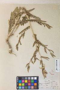 Mentzelia laevicaulis image