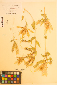 Mentzelia laevicaulis image