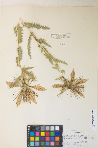 Mentzelia laevicaulis image