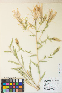 Mentzelia laevicaulis image