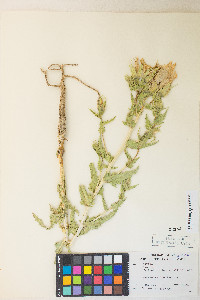 Mentzelia laevicaulis image