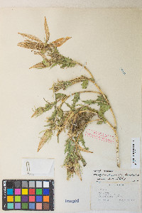 Mentzelia laevicaulis image