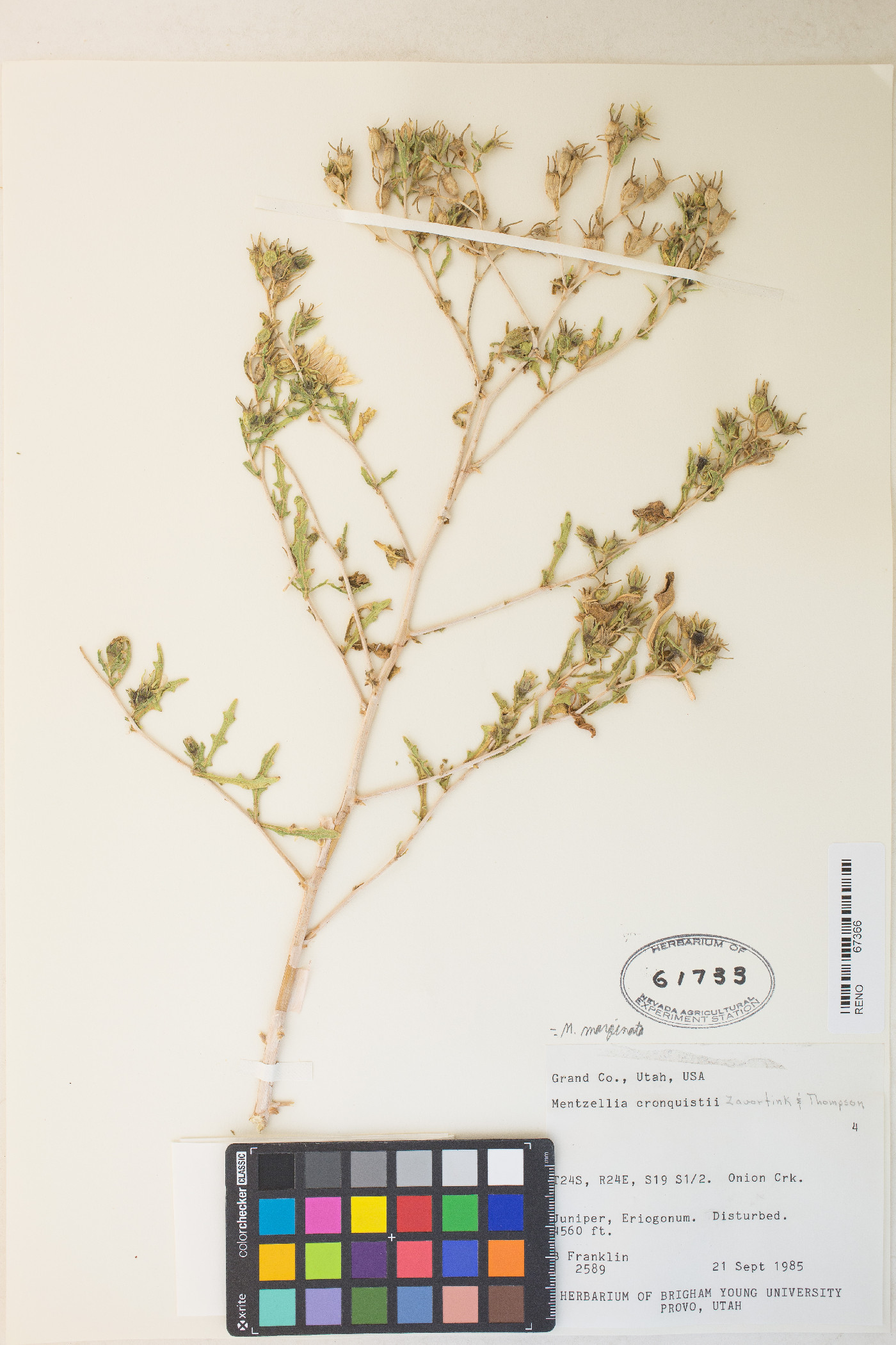Mentzelia marginata image