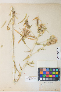 Mentzelia laevicaulis image