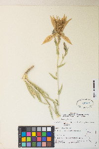 Mentzelia laevicaulis image