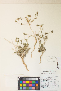 Mentzelia oreophila image