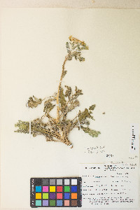 Mentzelia oreophila image