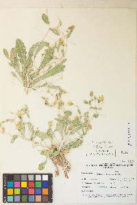 Mentzelia oreophila image