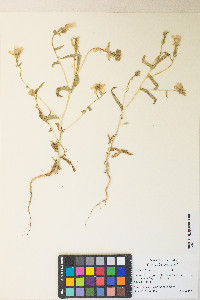 Mentzelia packardiae image