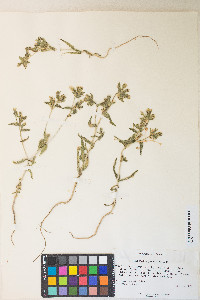 Mentzelia packardiae image