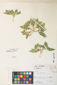 Mentzelia reflexa image