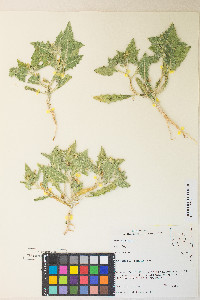 Mentzelia reflexa image