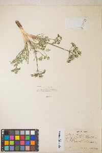 Lomatium macrocarpum image