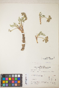 Lomatium macrocarpum image