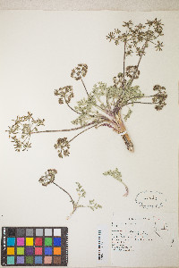 Lomatium macrocarpum image