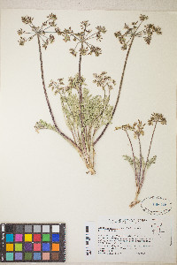 Lomatium macrocarpum image