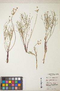 Lomatium marginatum image