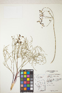 Lomatium marginatum image