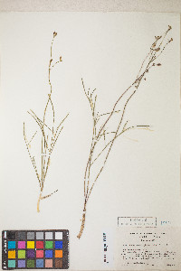Lomatium marginatum image