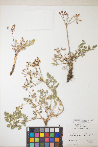 Lomatium martindalei image
