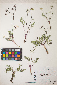 Lomatium martindalei image