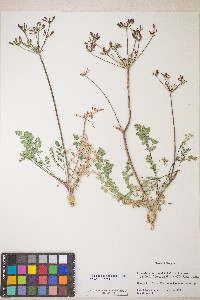 Lomatium martindalei image