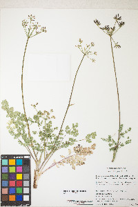 Lomatium martindalei image