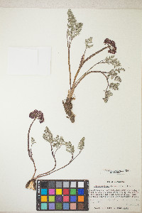 Lomatium minus image