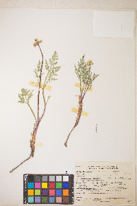 Lomatium nevadense image