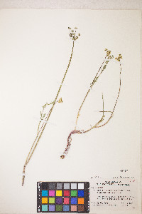 Lomatium nevadense image